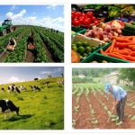 Javna rasprava: Program poljoprivrednih podsticaja