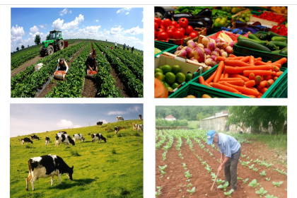 Javna rasprava: Program poljoprivrednih podsticaja