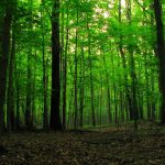 Šumarija Tešanj: Redovna sječa