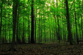 Šumarija Tešanj: Redovna sječa