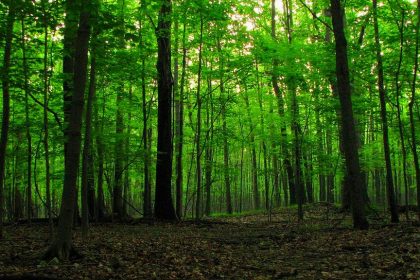 Šumarija Tešanj: Redovna sječa