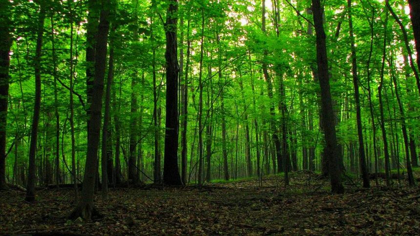 Šumarija Tešanj: Redovna sječa